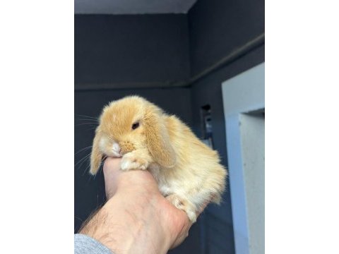 Veterinerden safkan hollanda mini cüce tavşanlar