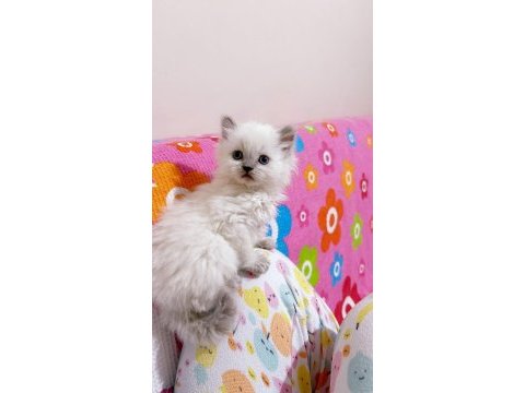 %100 orijinal british longhair yavru