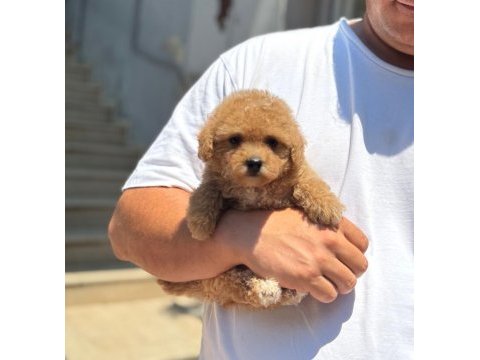 Sağlık ve ırk garantili kore maltipoo