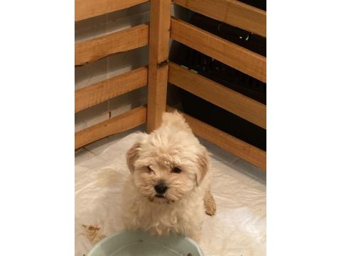 Evden bakımlı maltese terrierler