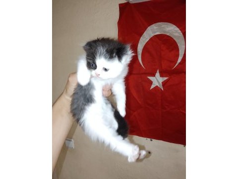 Scottish fold uzun tüylü