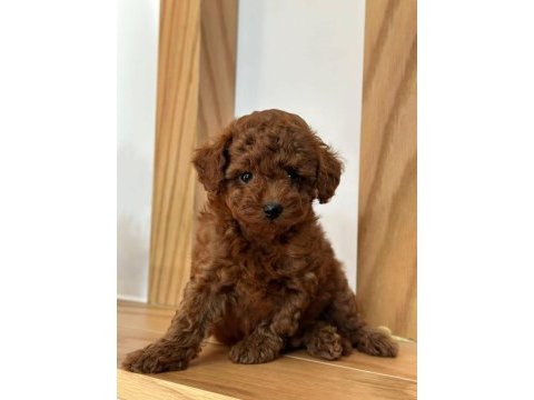Tüy dökmeyen orjinal toy poodle
