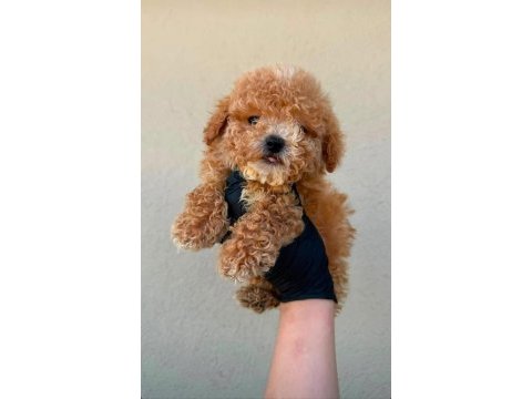 Toy poodle köpeği