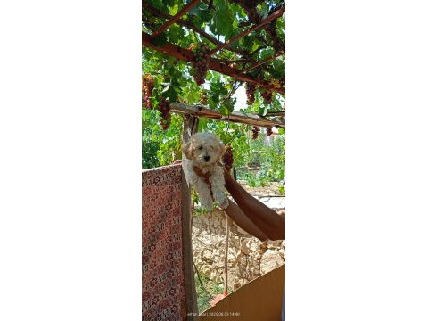 45 günlük dişi ve erkek maltipoo bebekler