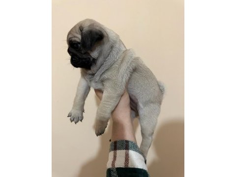 Muhteşem pug mops bebekleri