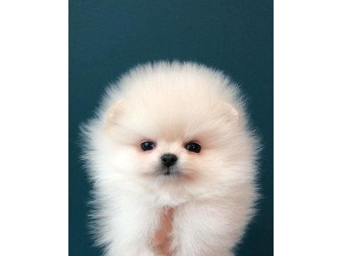 Ayı surat pomeranian yavruları