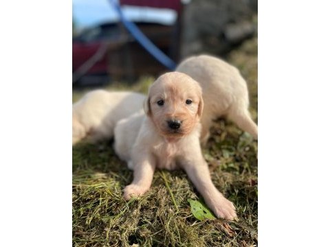 Golden retriever yavrular