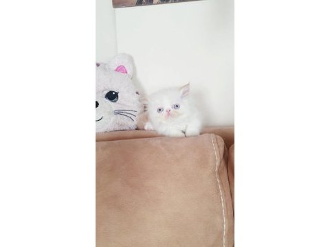 Exotic shorthair minnoşlar