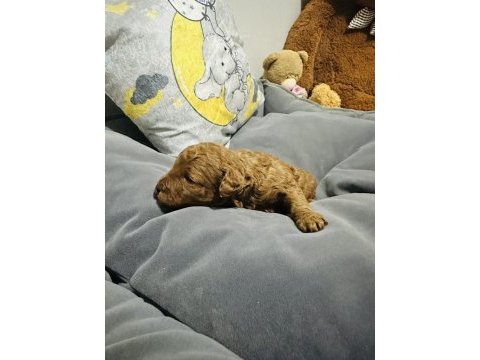 Gerçek bir toy poodle
