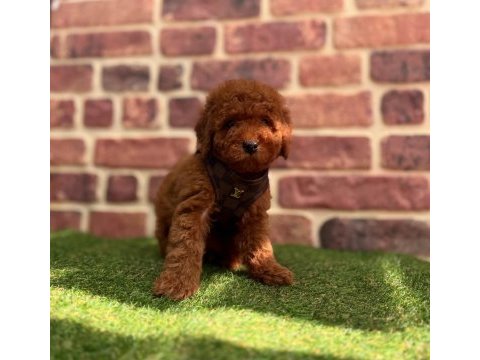 Tüy dökmez koku yapmaz toy poodle