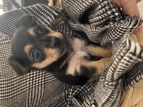 41 günlük dişi pinscher yavrular