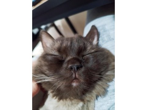 Nadir bulunan kedi türü chocolate british longhair
