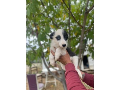 Yasal ruhsatlı çiftlikden border collie yavrular