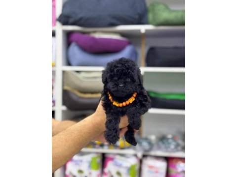 2 aylık siyah erkek maltipoo yavru