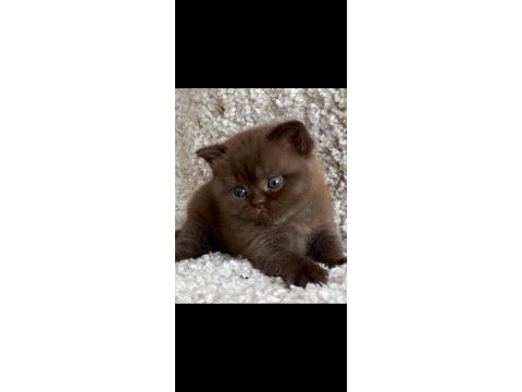 Dubai çikolatası tadında chocolate british shorthair 