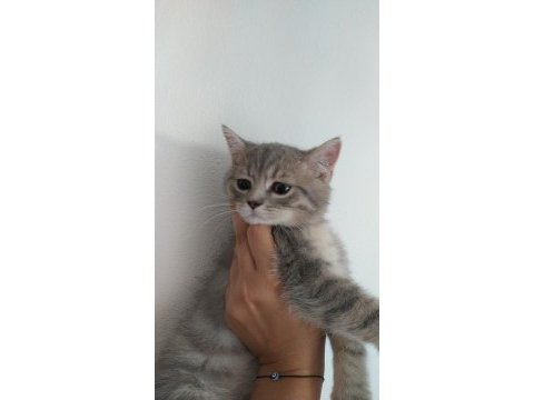 Sevgi dolu oyuncu british shorthair
