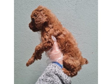 Toy poodle bebekler sun kennels üretim çiftliği