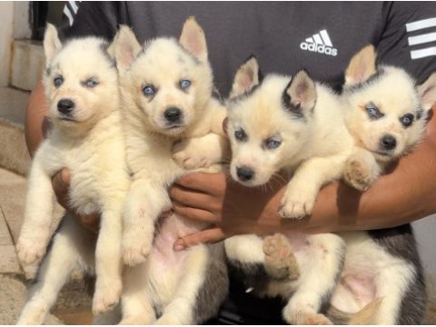 Muhteşem kalite husky yavrularımız