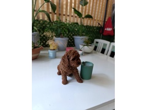 Tea cup boyutlarda poodle bebeklerimiz