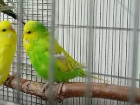 Jumbo muhabbet kuşu yavrular