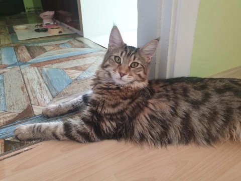 Main coon 4 aylık