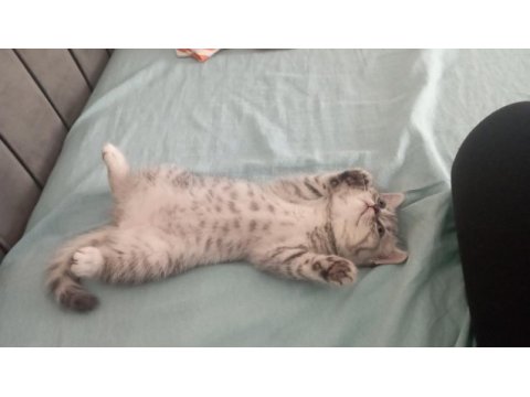 Güzellik abidesi british shorthair kedimiz