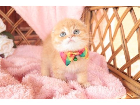 Scottish fold top kafa erkek
