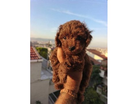 Toy poodle yavrular
