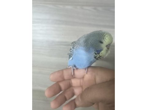 Bebek show muhabbet kuşu