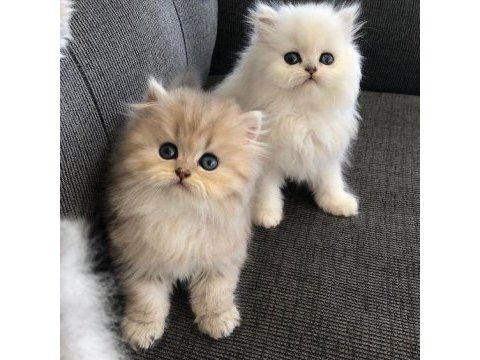 Orijinal chinchilla yavrularımız