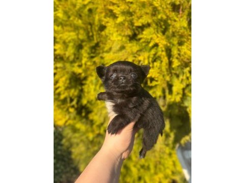 Chihuahua yavruları şehir dışına gönderim sağlanır