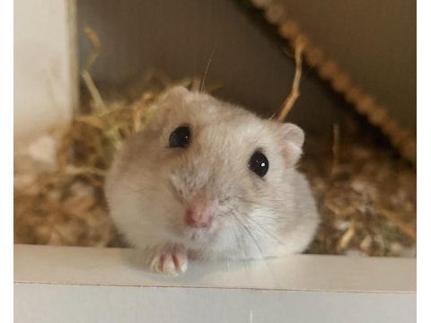 Hamster gonzales yavrularımız heryere gönderim