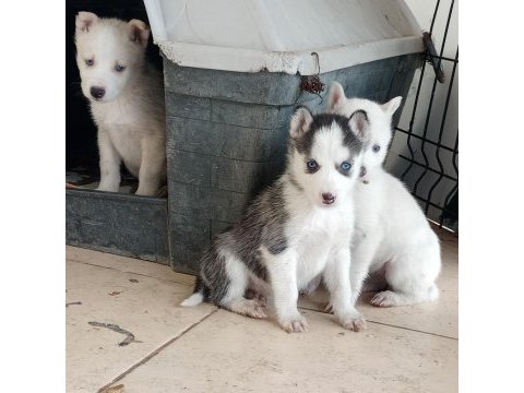 Ankara çankayadan safkan husky sibirya kurt yavruları