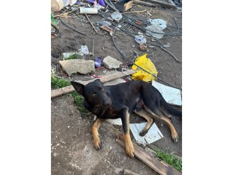 1.5 yaşında safkan malinois siyah köpeğimiz