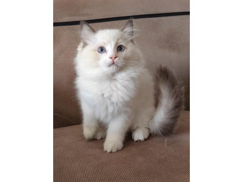 Secereli ragdoll yavrulari