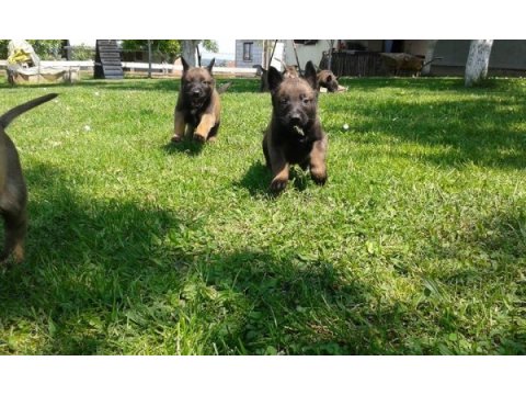 Belçika malinois yavruları