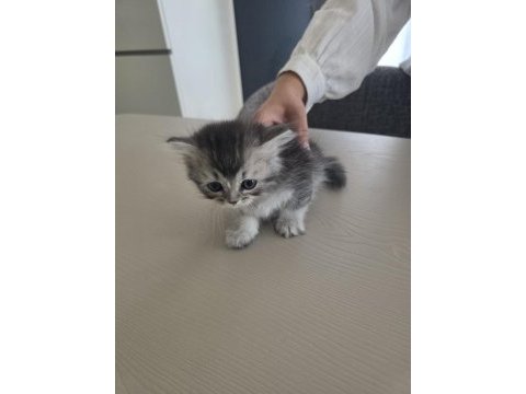 British shorthair yavrularımıza sıcak yuva arıyoruz
