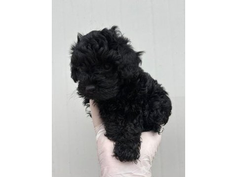 Siyah inci toy poodle
