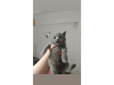 Blue point british shorthair