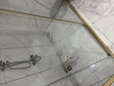 Süs köpeği maltepe