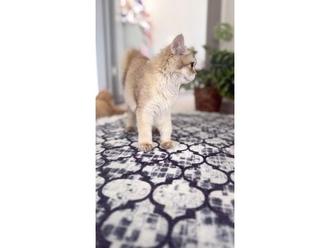 5 aylık dişi by11 semilong scr belgesi mevcut
