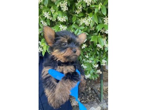 Yorkie shire şirineler