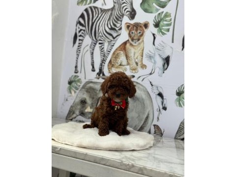 Kore poodle bebeklerimiz hazır