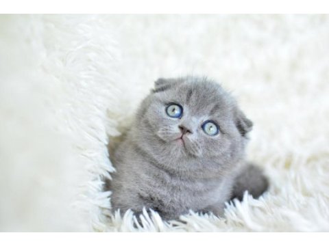Safkan scottish fold