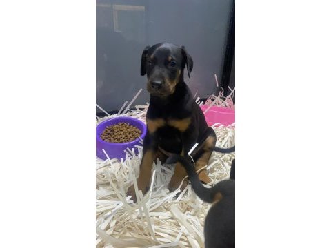 Aşılı ve aşısız estetikli veya estetiksiz doberman bebekler