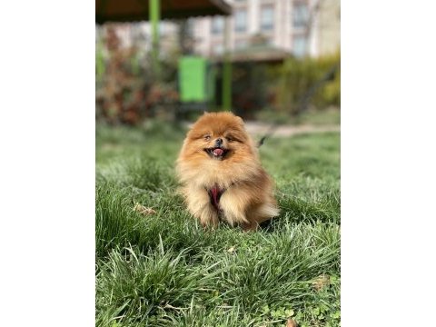 Gerçek ayı surat kaliteli dişi isteyenlere pomeranian