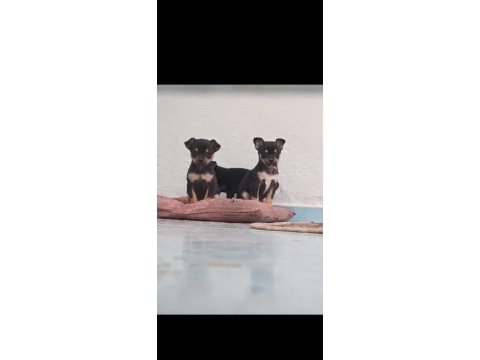 Chihuahua