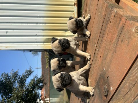 Kalitenin tam adresi pug