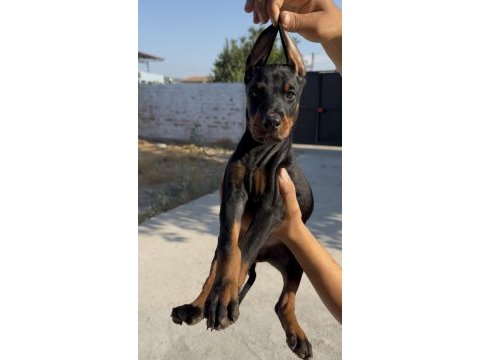 Doberman bebekler