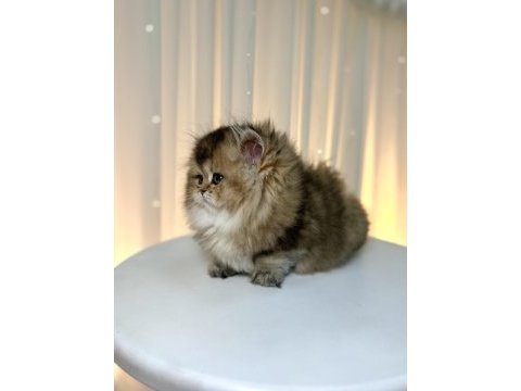 Show class ny25 british longhair prenses